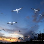 Sooty Terns
