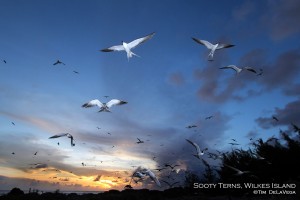 Sooty Terns