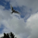 Fairy Tern moment