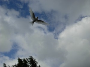 Fairy Tern moment