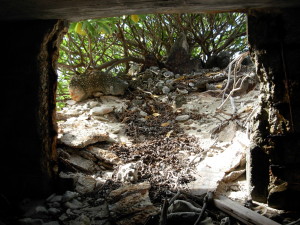 Rubble fill inside Japanese pillbox