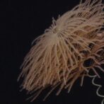 Deep-sea Exploration under Wake